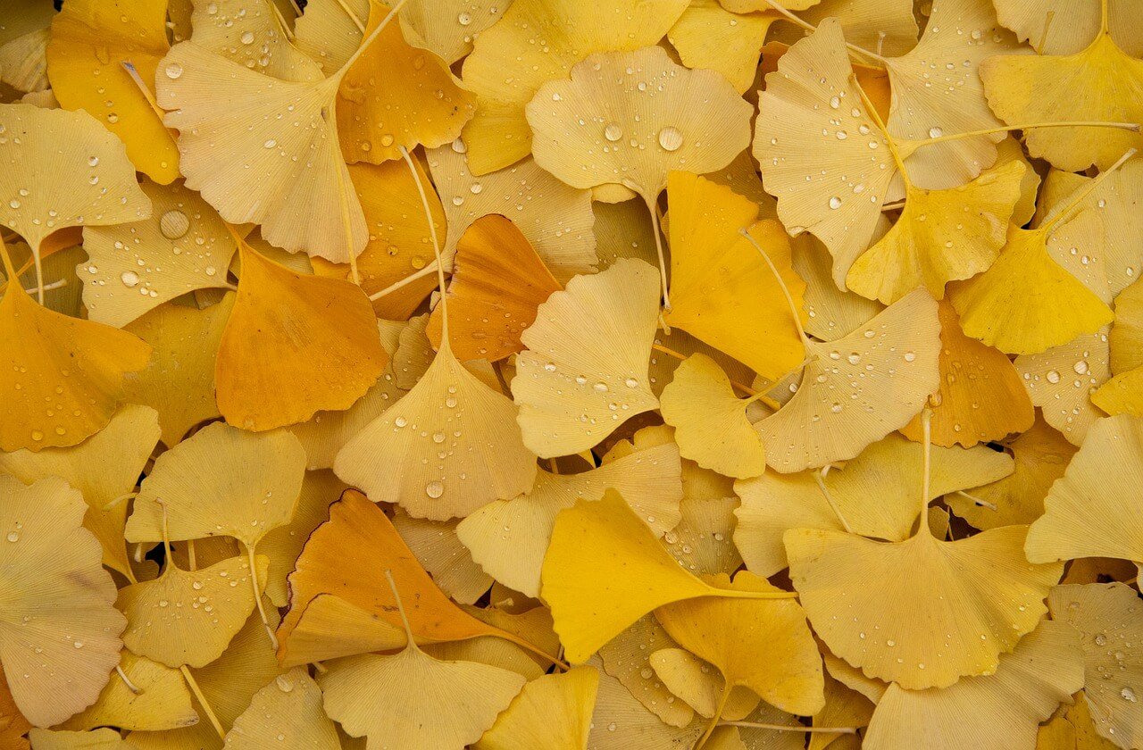 Ginkgo Leaf