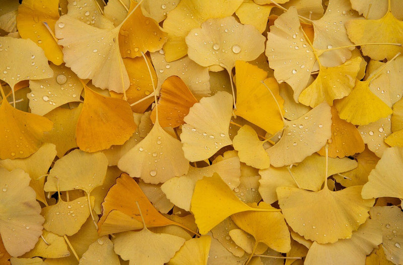 Ginkgo Leaf