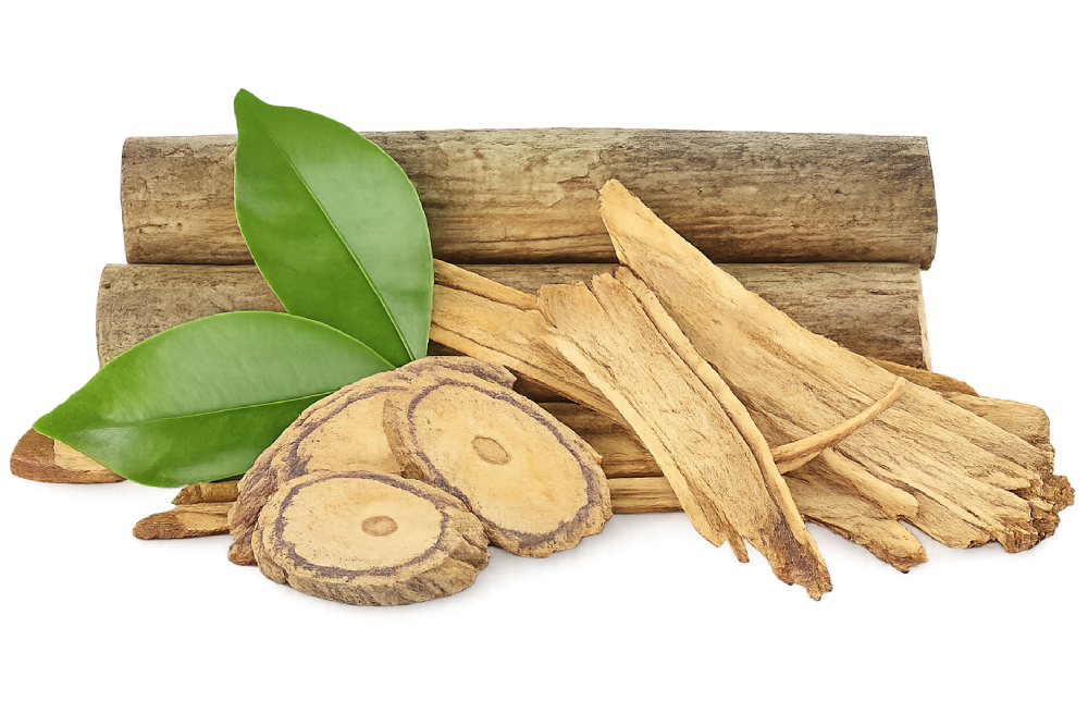 Tongkat Ali – The National Treasure of Malaysia