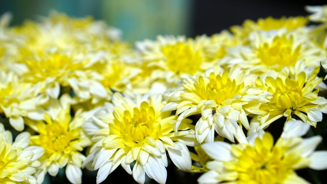Top 10 Plants that Absorb Formaldehyde Naturally