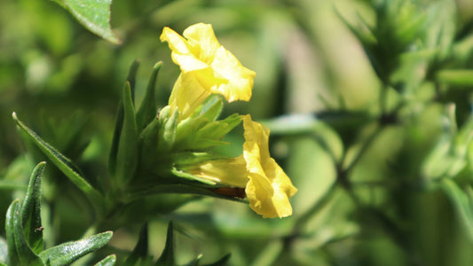 Strobilanthes Crispus (Keji Beling)
