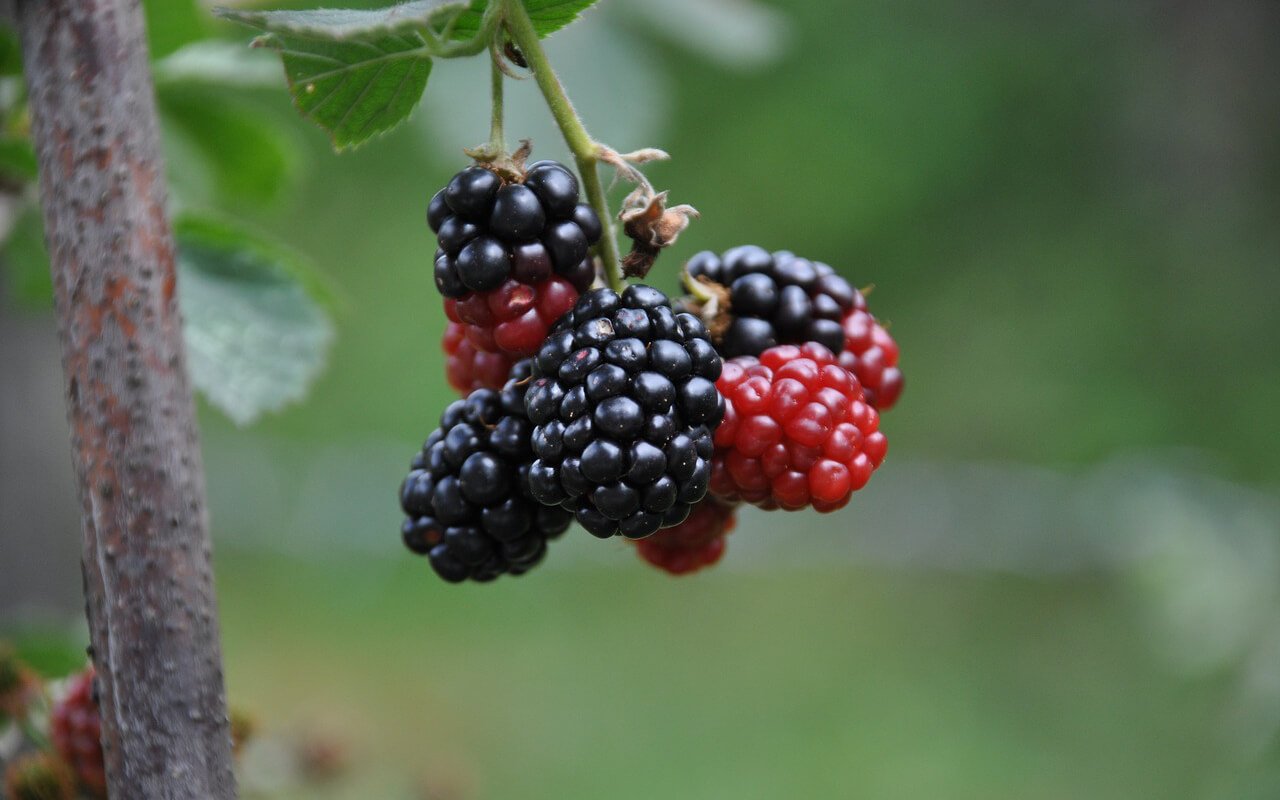 Mulberry, Reduce Wrinkles Formation, Slowing Down Ageing Process